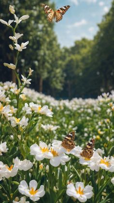 two butterflies flying over white flowers in a field with trees and blue sky behind them