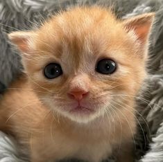 a small orange kitten sitting on top of a blanket