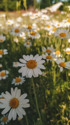 some white and yellow flowers in the grass