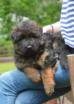 a woman holding a puppy in her lap