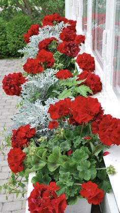 red flowers are lined up on a window sill