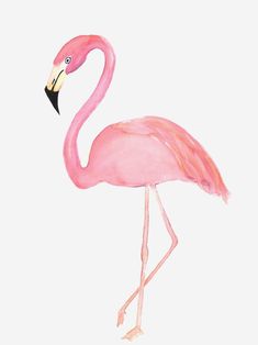 a pink flamingo standing in front of a white background