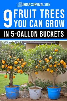 an orange tree with the words 9 fruit trees you can grow in 5 gallon buckets