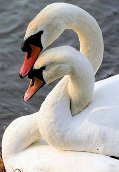 two white swans with their necks wrapped around each other