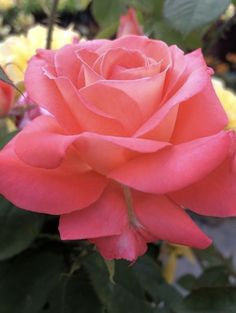 a pink rose with green leaves in the background