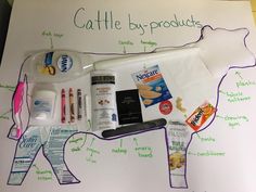 a bulletin board with various items labeled in the shape of a cow on it's side