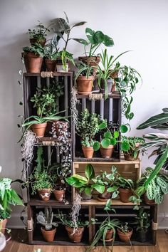 many houseplants are arranged on wooden shelves