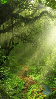 a path in the middle of a forest with sunbeams shining down on it