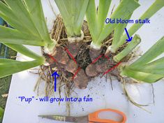 an image of a plant that is growing from the ground with roots and scissors on it