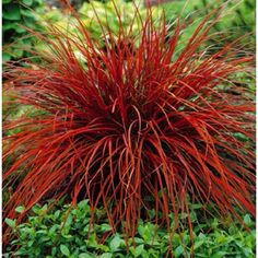 a red plant with green leaves in the grass