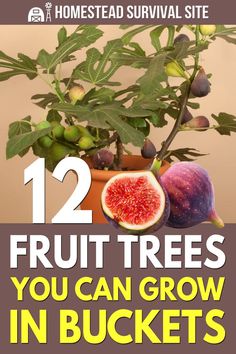 the cover of 12 fruit trees you can grow in buckets with text overlay