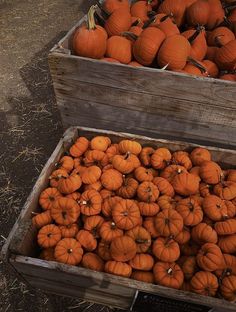 two wooden boxes filled with lots of pumpkins