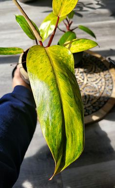 a plant with green leaves is being held up by someone's hand in front of a potted plant