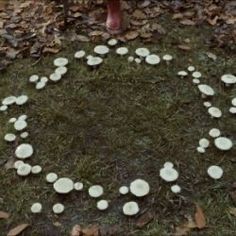 mushrooms are arranged in the shape of a circle on the ground with leaves around them