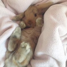 a baby rabbit is laying on its back in the bed with it's paws up