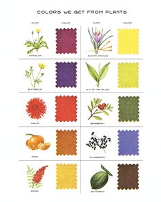 the color scheme for different plants and flowers is shown in this page, which includes an image