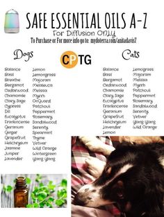 Essential Oils Cats, Are Essential Oils Safe, Doterra Essential Oils Recipes, Essential Oil Diffuser Blends Recipes, Oils For Dogs, Essential Oil Diffuser Recipes, Essential Oil Blends Recipes