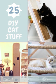 there is a collage of pictures with cats in it and the caption reads diy cat stuff