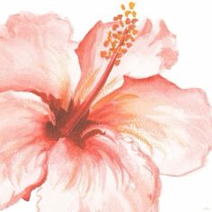 a painting of a pink flower on a white background