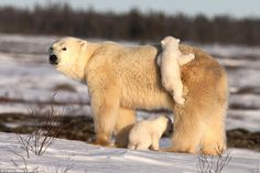 an adult polar bear standing next to a baby polar bear on the snow covered ground