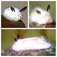 three different pictures of an animal with black and white spots on it's body