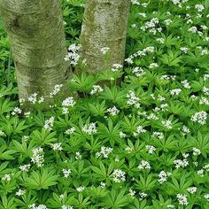 some white flowers are growing next to two tall trees in the grass with green leaves