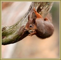 a red squirrel climbing up the side of a tree branch to eat something on it