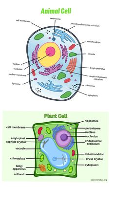 an animal cell and plant cell are labeled in this diagram, which shows the different parts of