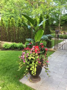 a large potted plant sitting on top of a stone walkway next to a lush green yard