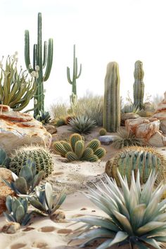 many different kinds of cactus in the desert