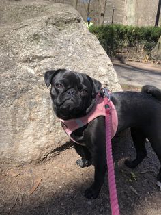 a small black pug wearing a pink leash standing next to a large gray rock