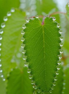 water droplets on a green leaf in the rain drops are hanging from it's leaves