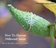 how to harvest milkweed seeds with the words how to harvest milkweed seed on it