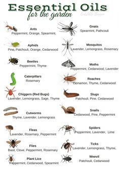 an image of different types of bugs and other insects on a white background with the words essential oils for the garden