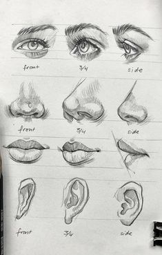 an image of various types of nose and ear sketches on paper with pencils next to it