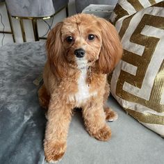 a small brown dog sitting on top of a bed next to a pillow and pillows