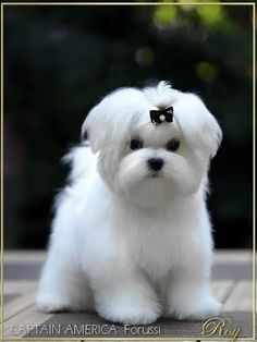 a small white dog with a bow on its head