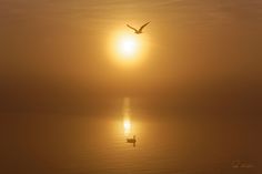 a bird flying over the water at sunset