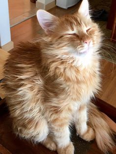 an orange and white cat sitting on top of a wooden table