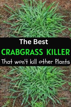 the best crabgrass killer that won't kill other plants