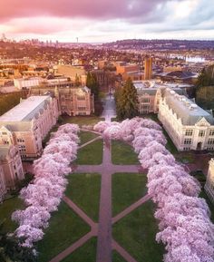 an aerial view of the campus with trees in bloom