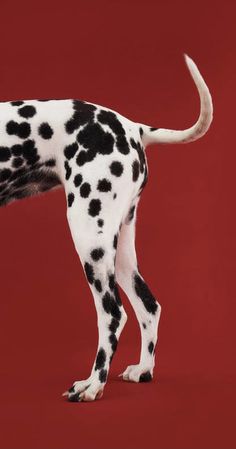 a dalmatian dog standing in front of a red background