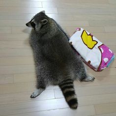 a raccoon laying on the floor next to a bag