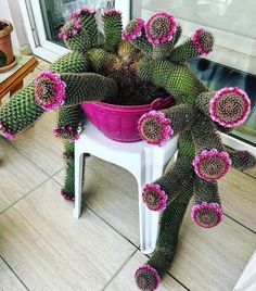 a potted plant sitting on top of a white stool next to a window sill