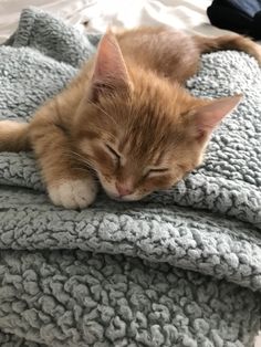 an orange kitten sleeping on top of a blanket