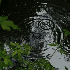 rain drops are falling on the water and leaves in the foreground, as well as green foliage