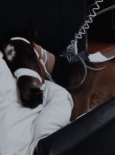 a brown horse laying on top of a bed next to a white blanket and headband