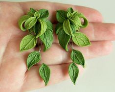 small green leaves are being held in someone's hand