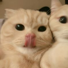 an orange cat sticking its tongue out with it's front paws on the back of another cat