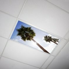 two palm trees are seen through the ceiling